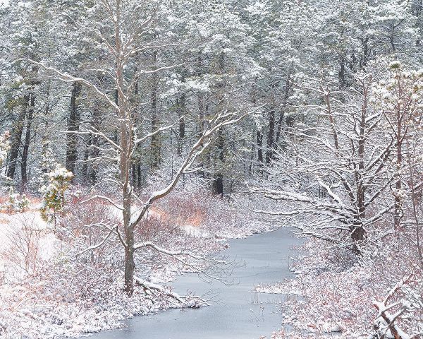 Jaynes Gallery 아티스트의 USA-New Jersey-Pine Barrens National Preserve-Winter scenic of stream and forest작품입니다.